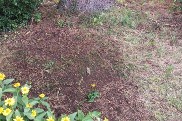 IMG_20250711_104235_029